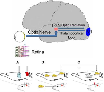 Consistent Phosphenes Generated by Electrical Microstimulation of the Visual Thalamus. An Experimental Approach for Thalamic Visual Neuroprostheses